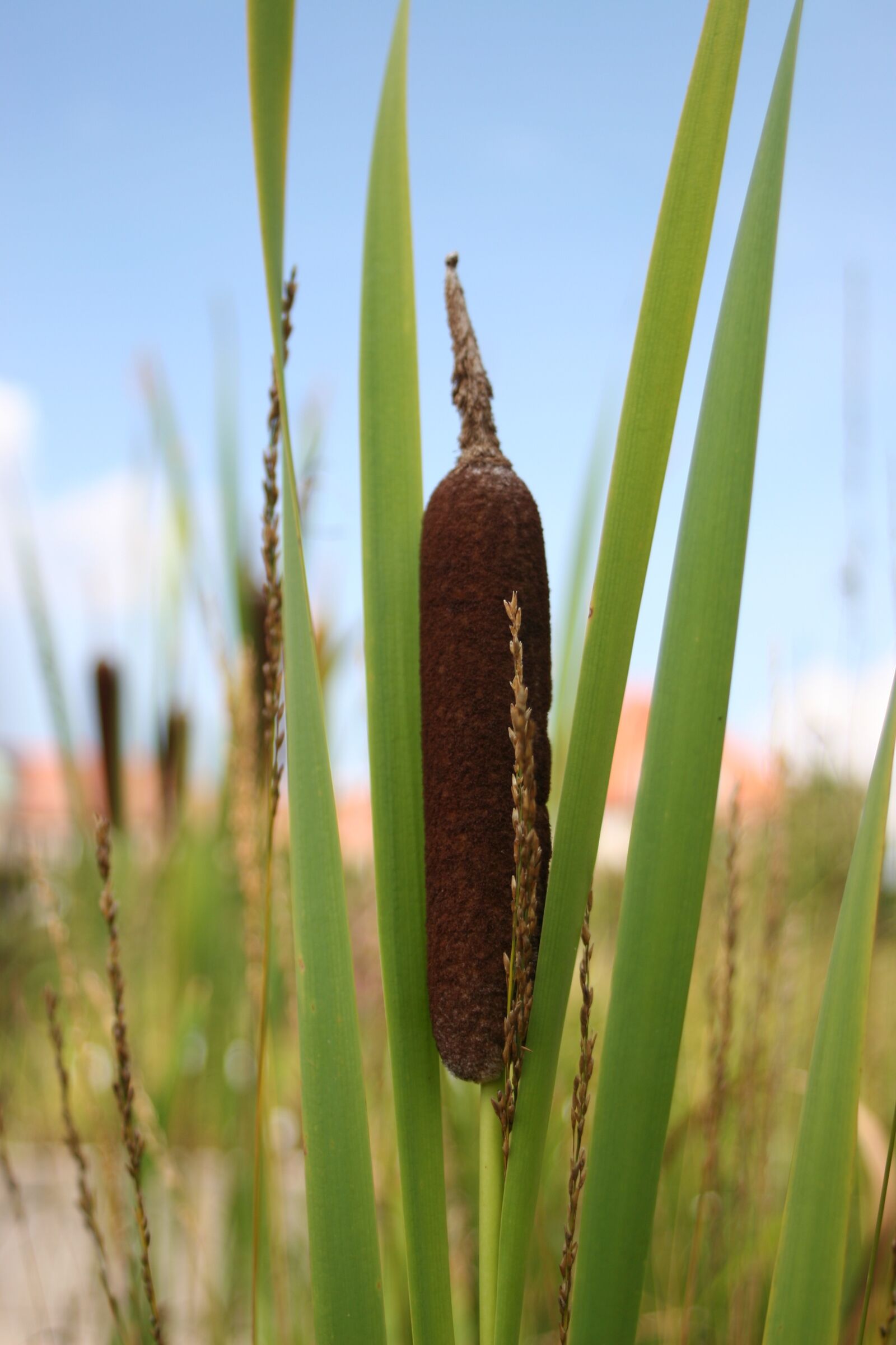 Canon EOS 20D sample photo. Nature, reed, marsh plant photography