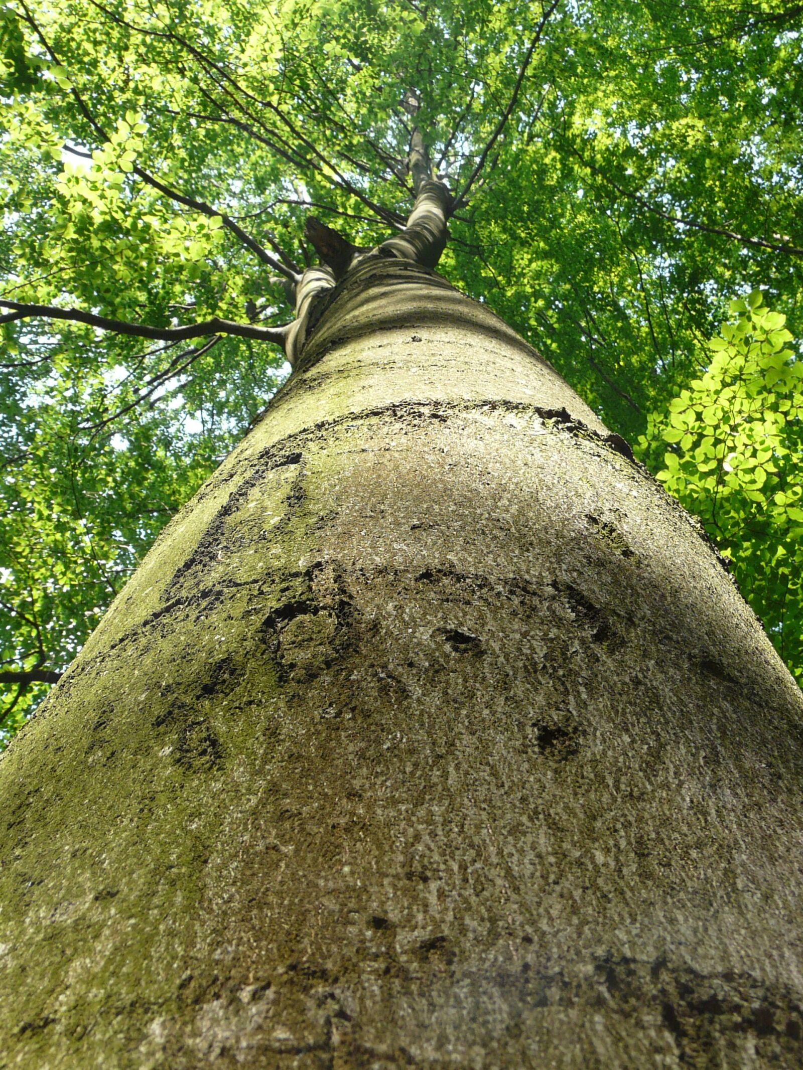 Panasonic DMC-FZ18 sample photo. Beech, tree, forest photography