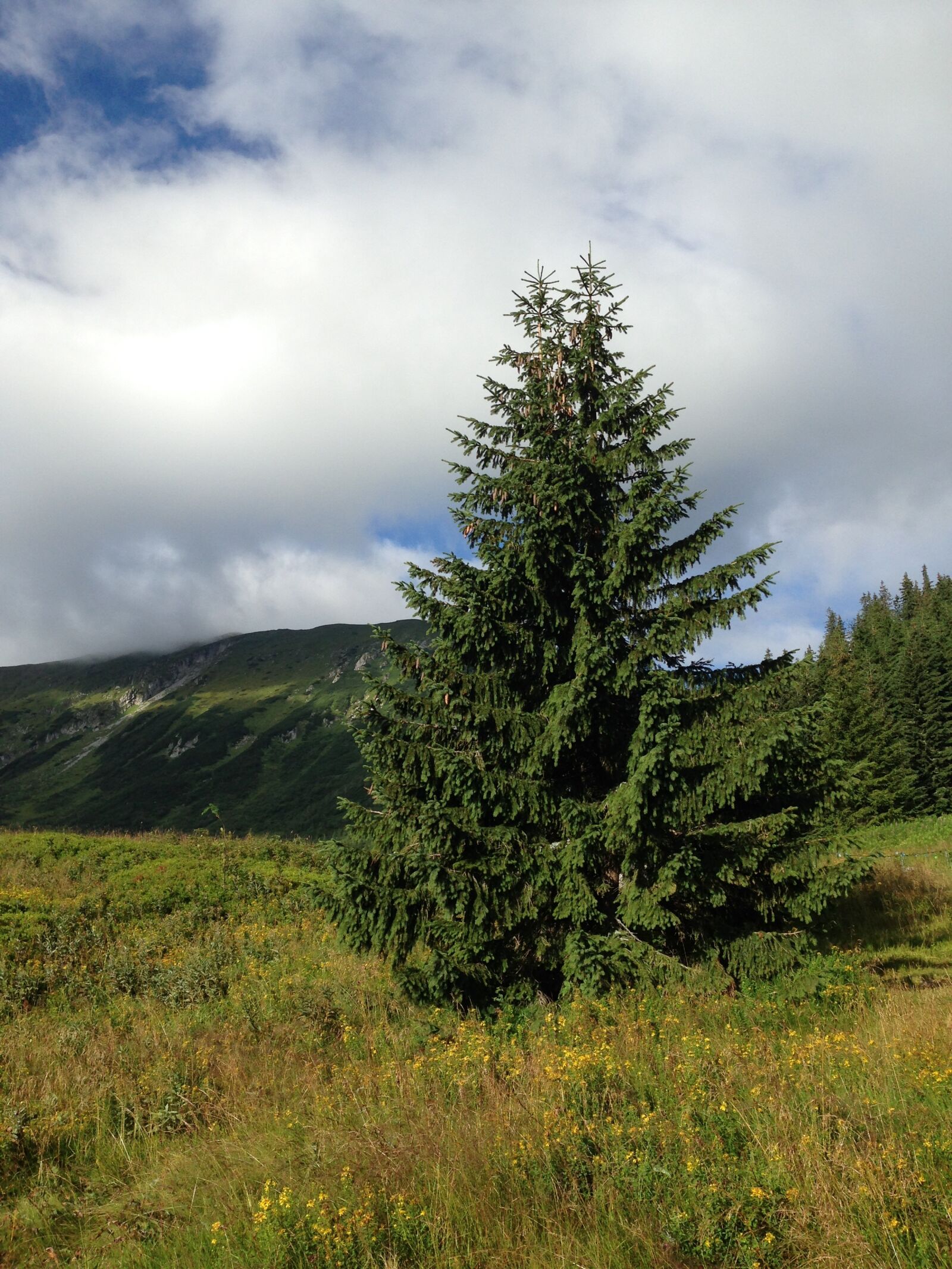 iPhone 5c back camera 4.12mm f/2.4 sample photo. Tree, mountains, nature photography