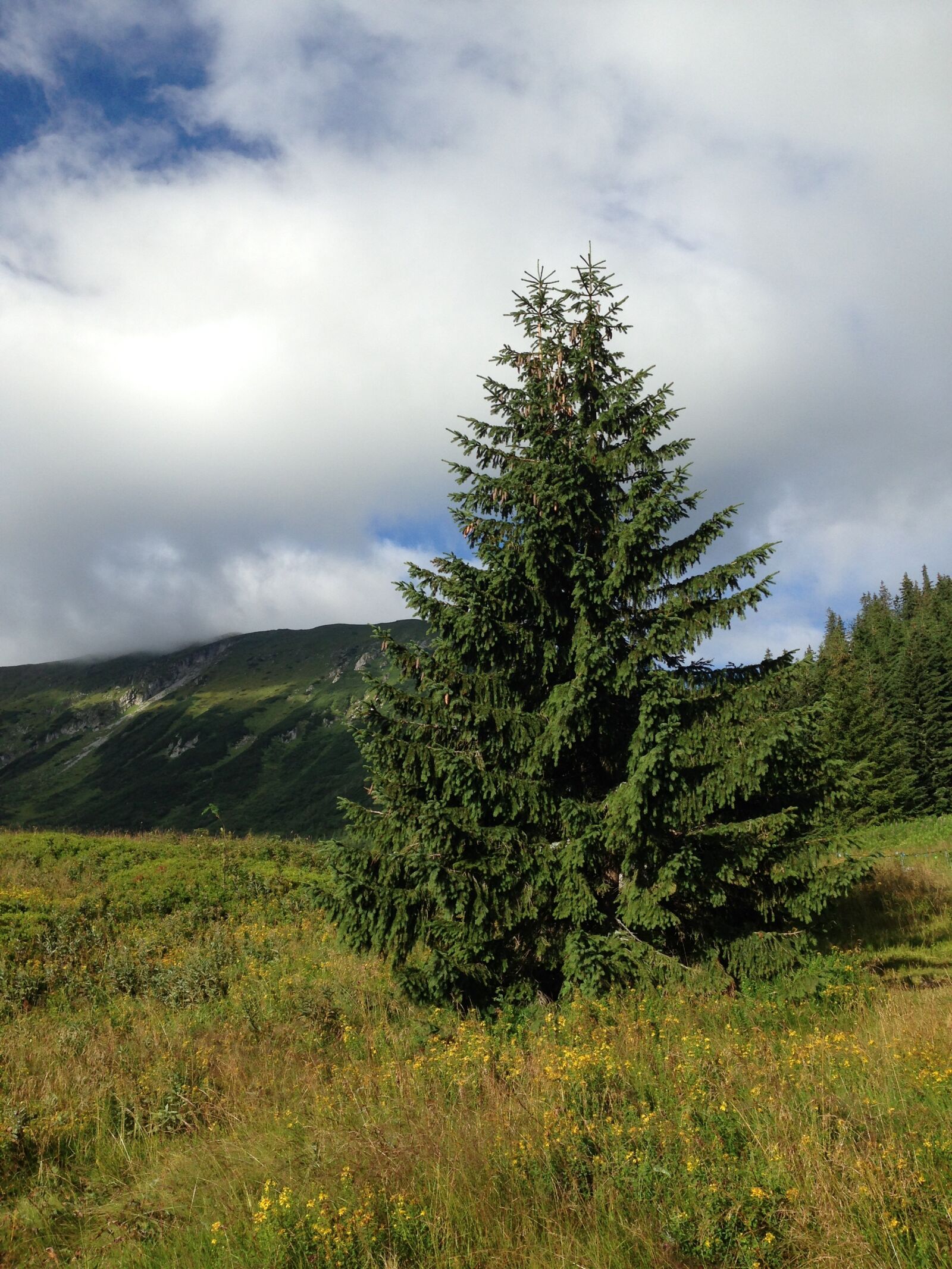 Apple iPhone 5c sample photo. Tree, mountains, nature photography