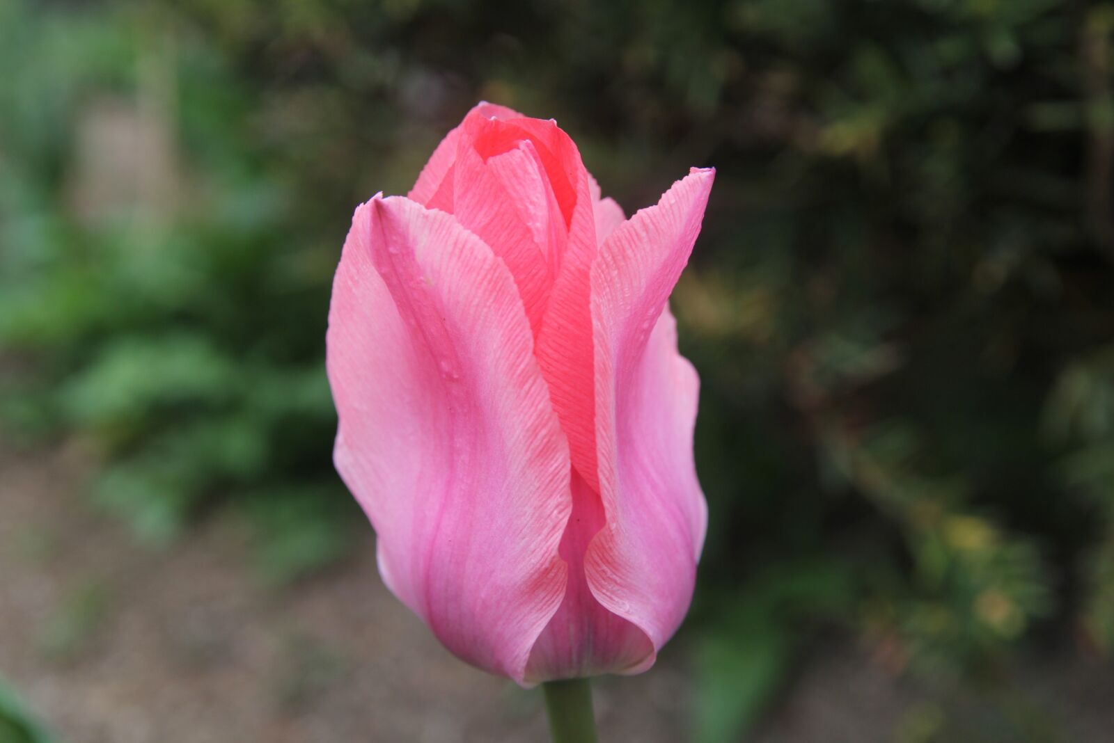 Canon EOS 60D sample photo. Tulip, season, flowers photography