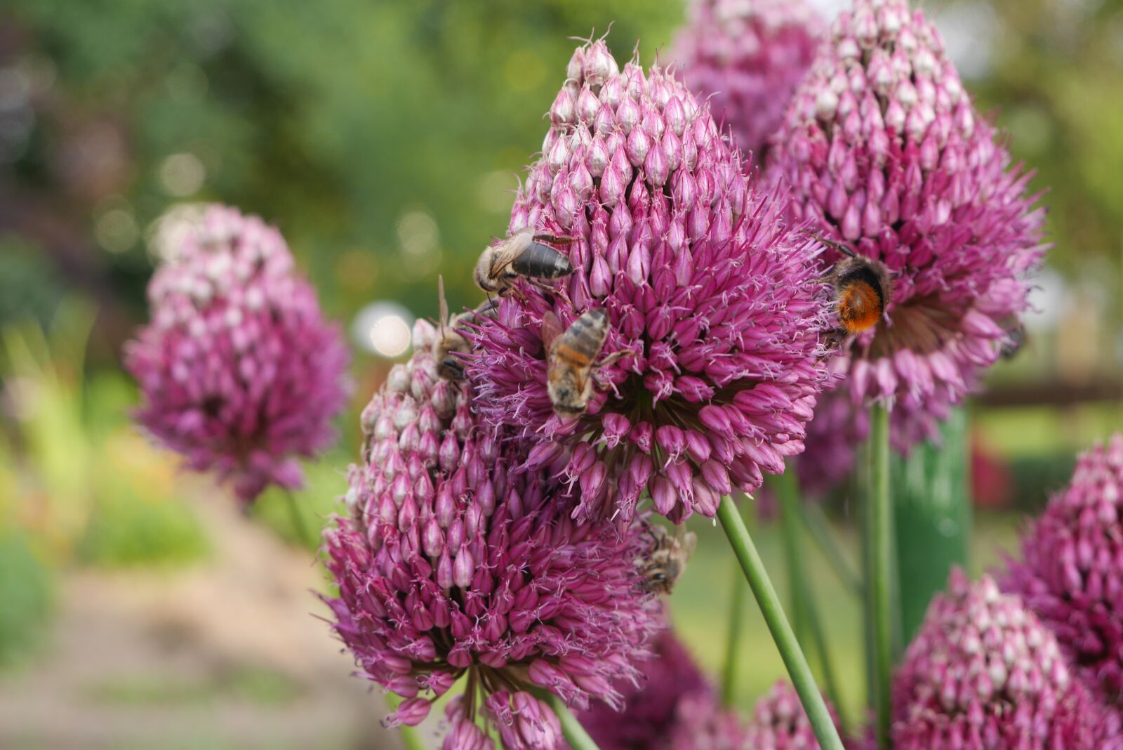Panasonic Lumix DMC-GX7 sample photo. Garden, flower, bee photography