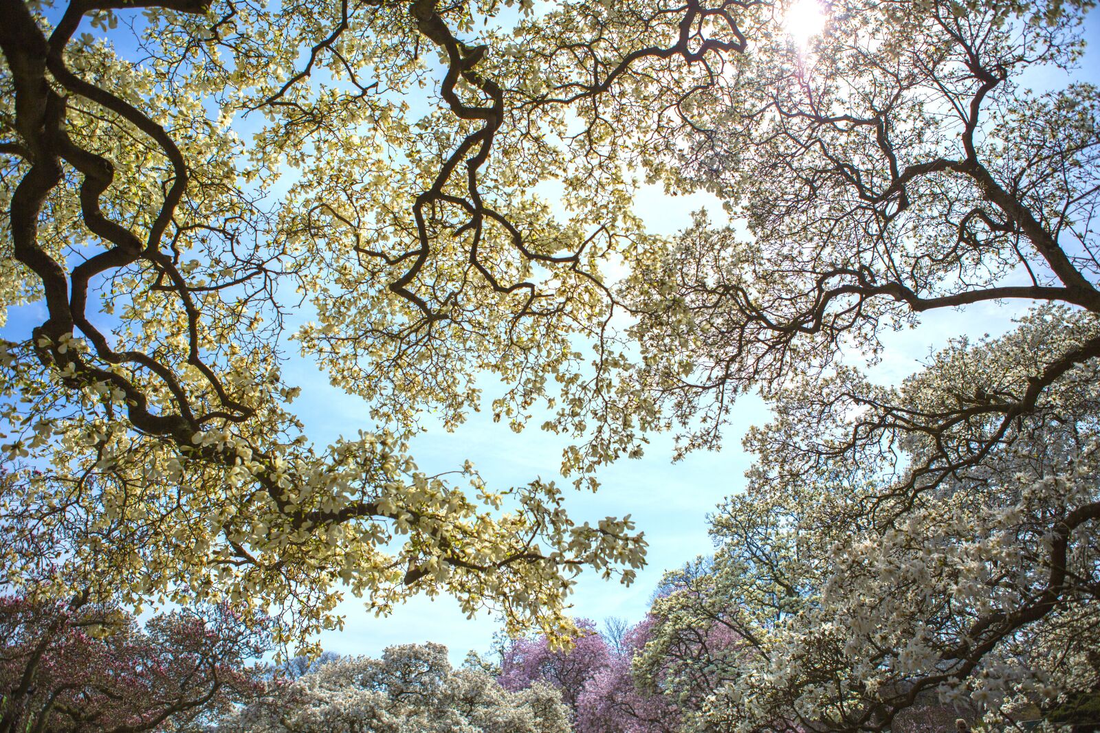 Canon EF 24-70mm F2.8L USM sample photo. Tree, branch, nature photography