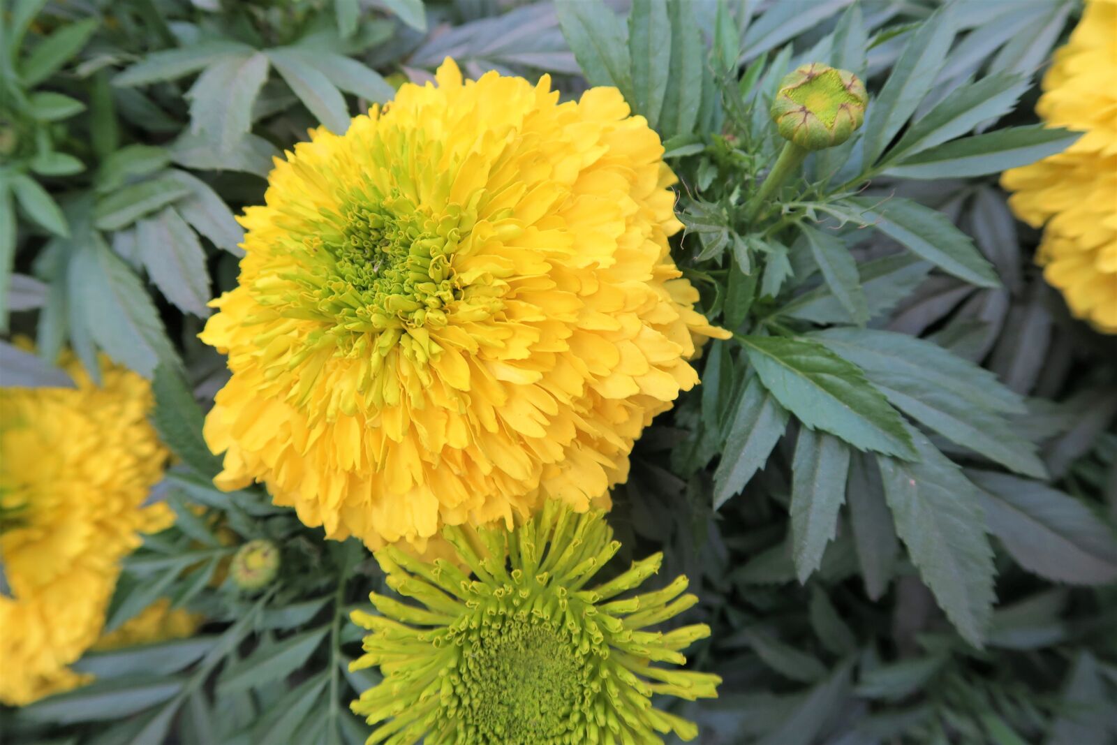 Canon PowerShot G7 X sample photo. Flower, plant, nature photography