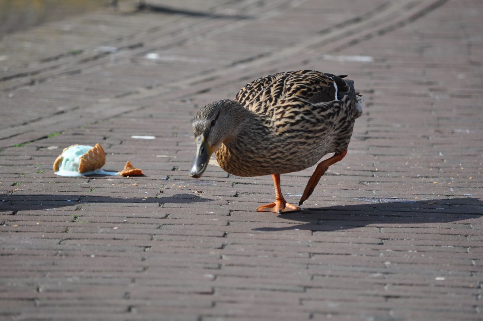 Nikon D5000 sample photo. Duck, bird, animal photography