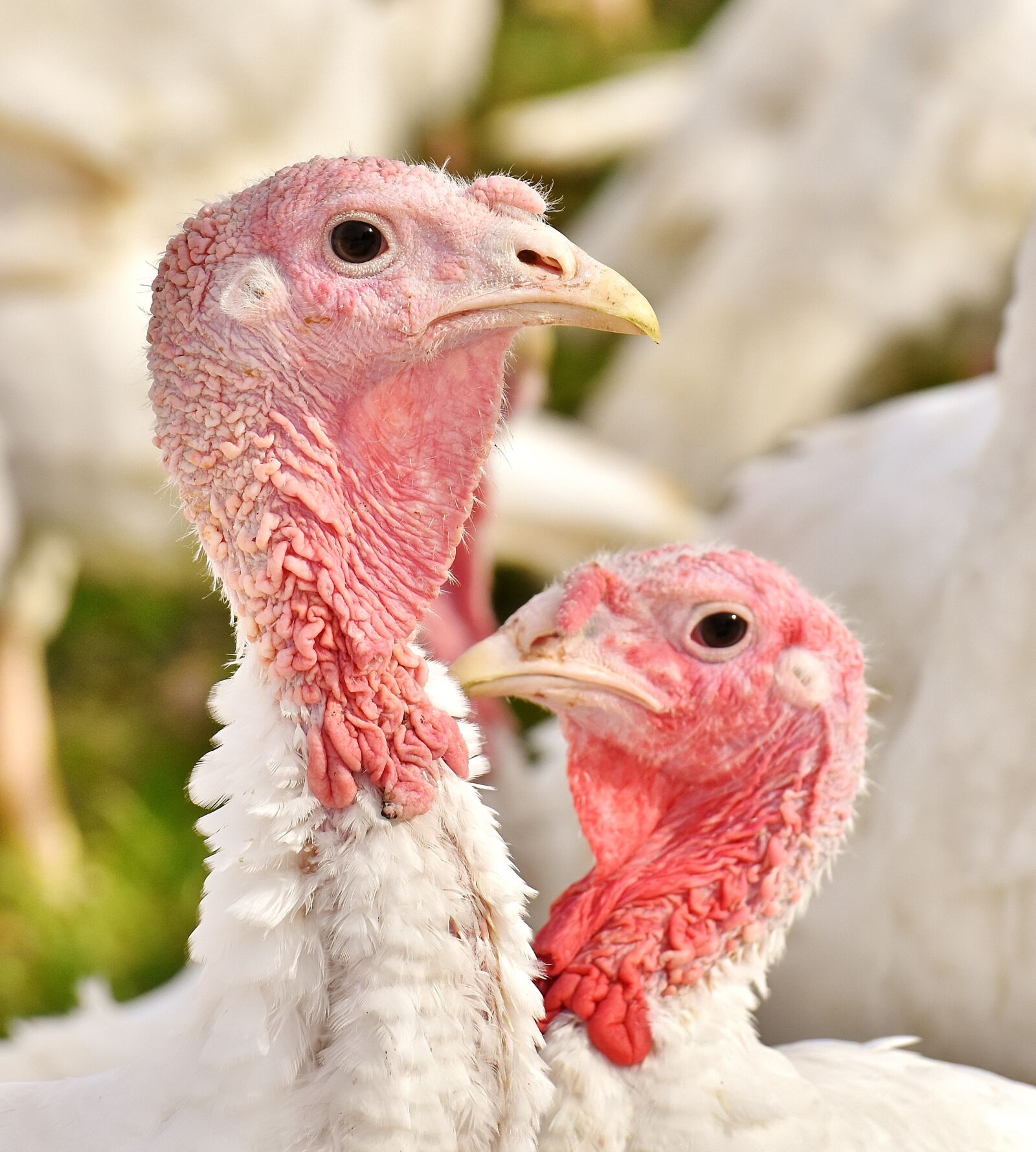 Nikon D7200 sample photo. Turkeys, birds, poultry photography