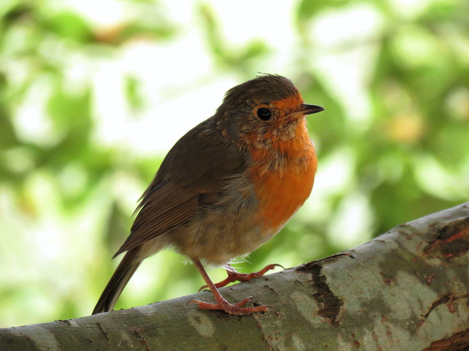 Canon PowerShot SX40 HS sample photo. Bird, ave, nature photography