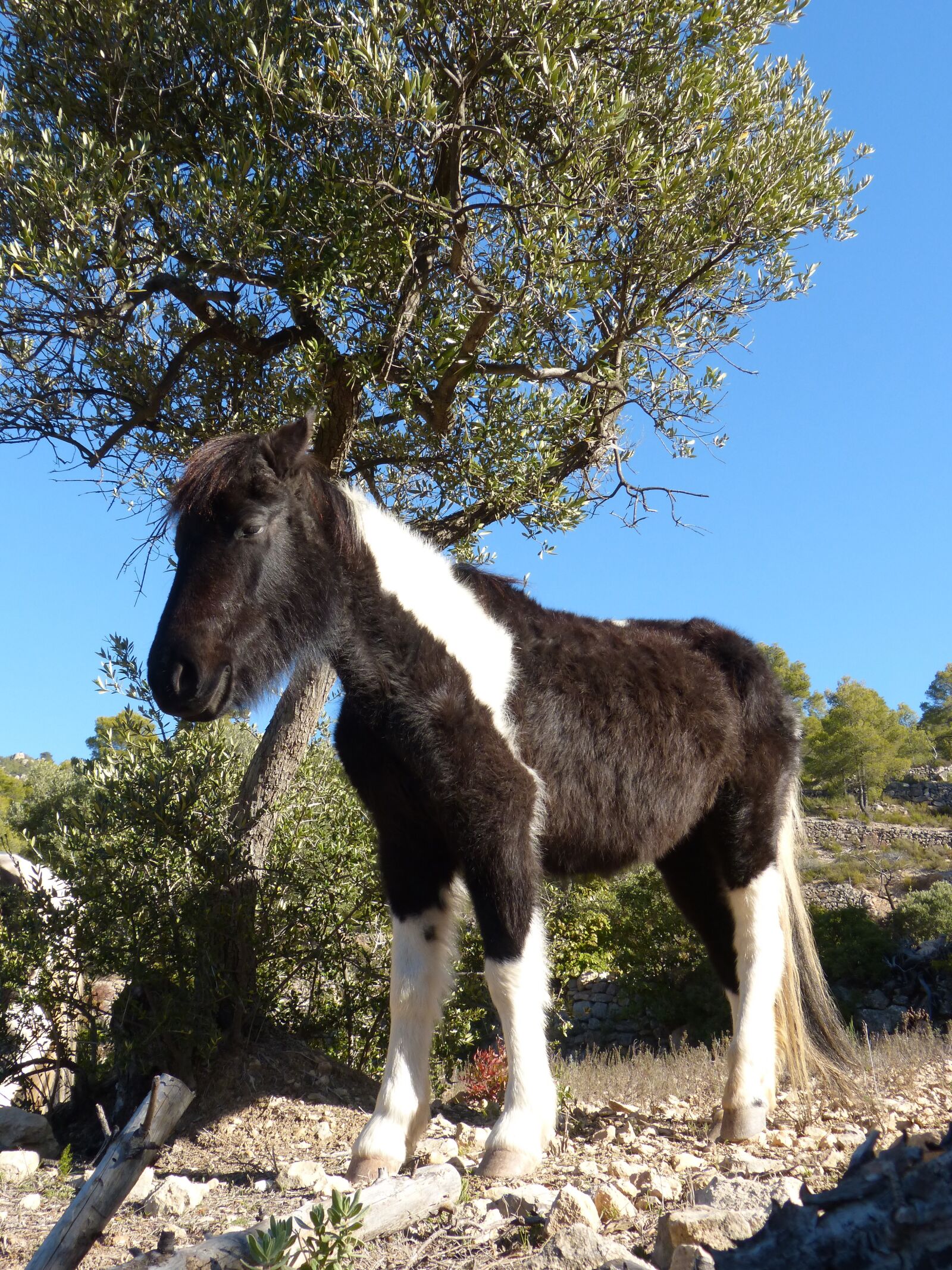Panasonic DMC-FZ62 sample photo. Horse, colt, montsant photography