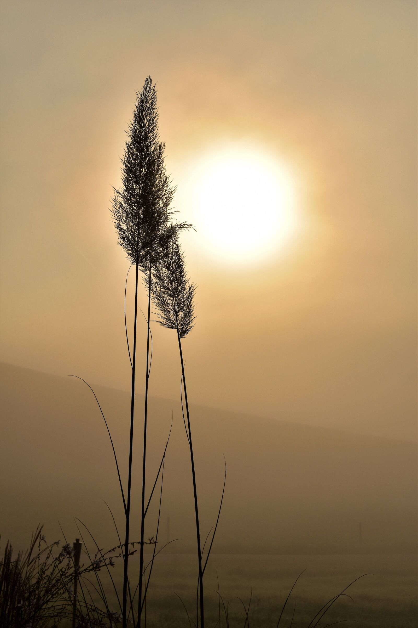 Nikon D5500 sample photo. Grass, grasses, backlighting photography