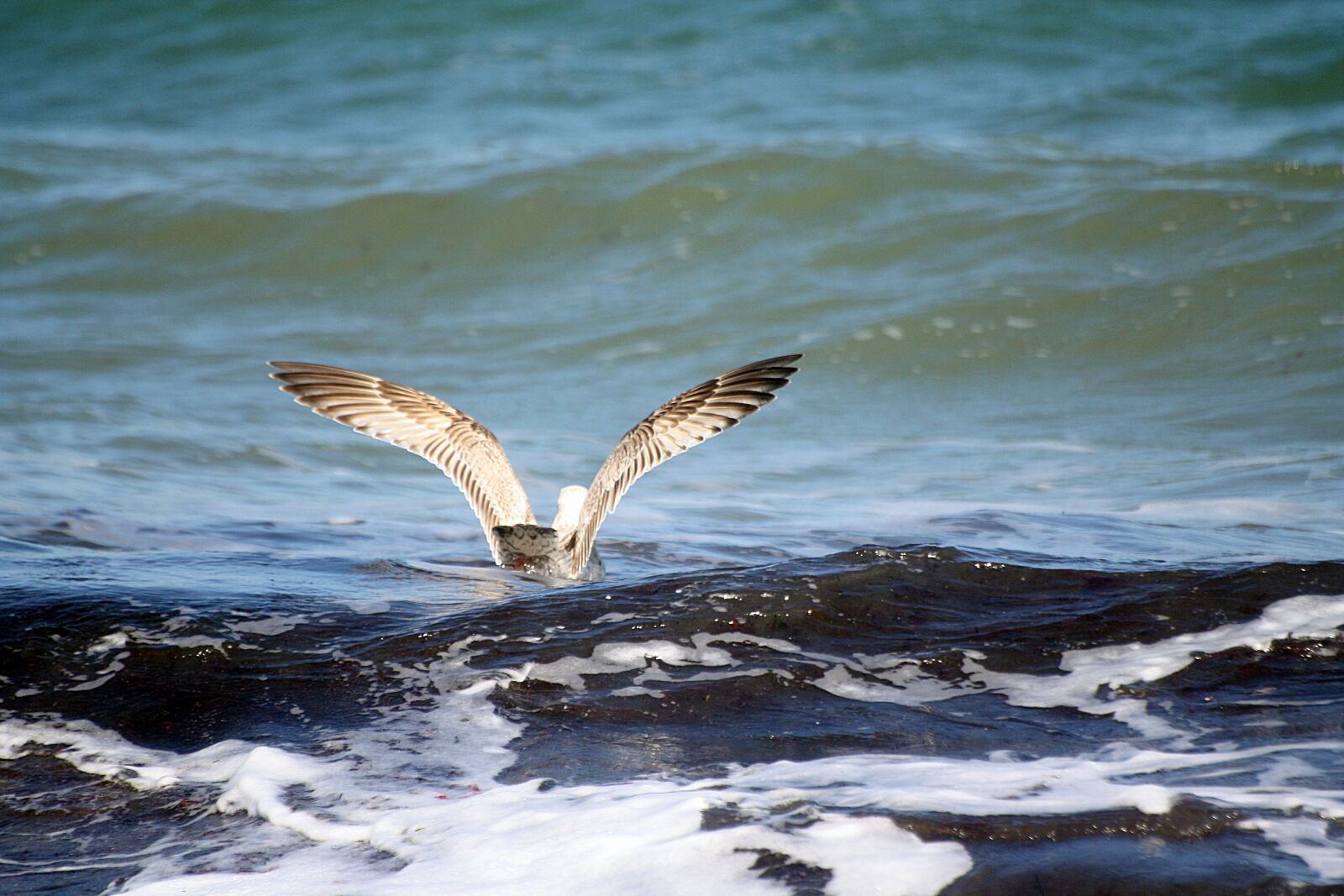 Canon EOS 1000D (EOS Digital Rebel XS / EOS Kiss F) sample photo. Gull, animal, bird photography