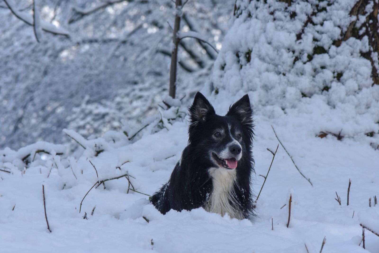 Nikon D7200 sample photo. Snow, dog, border photography