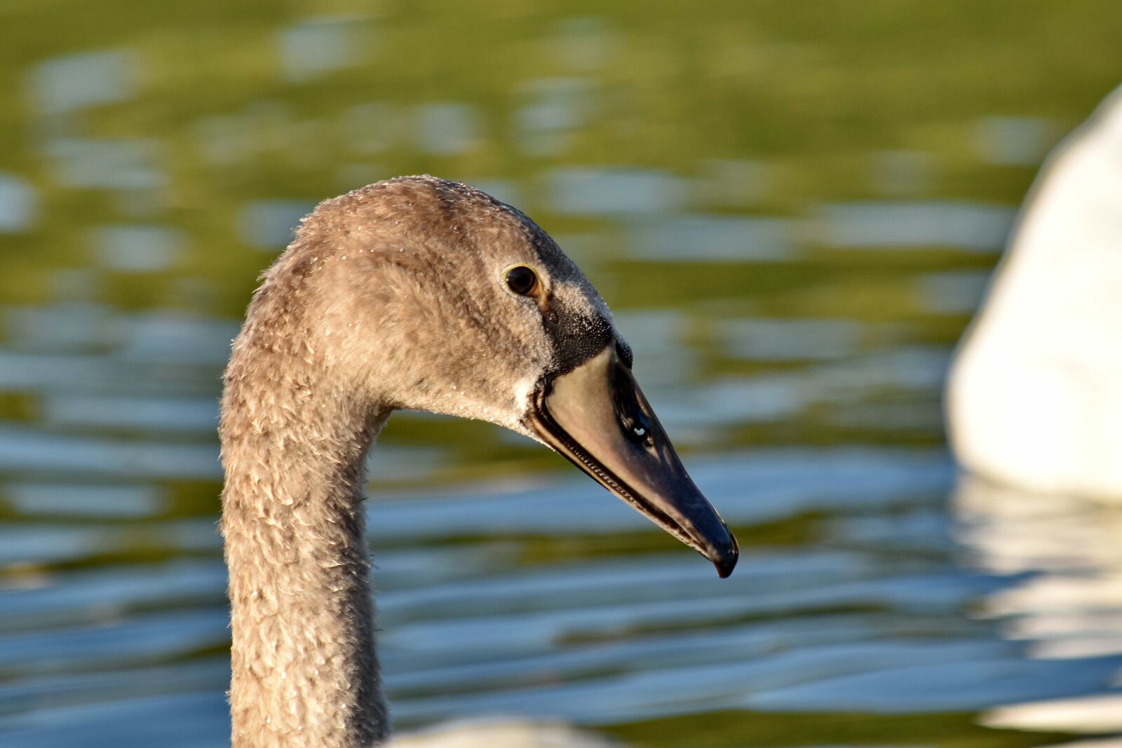 Nikon D5500 sample photo. Beak, light brown, side photography