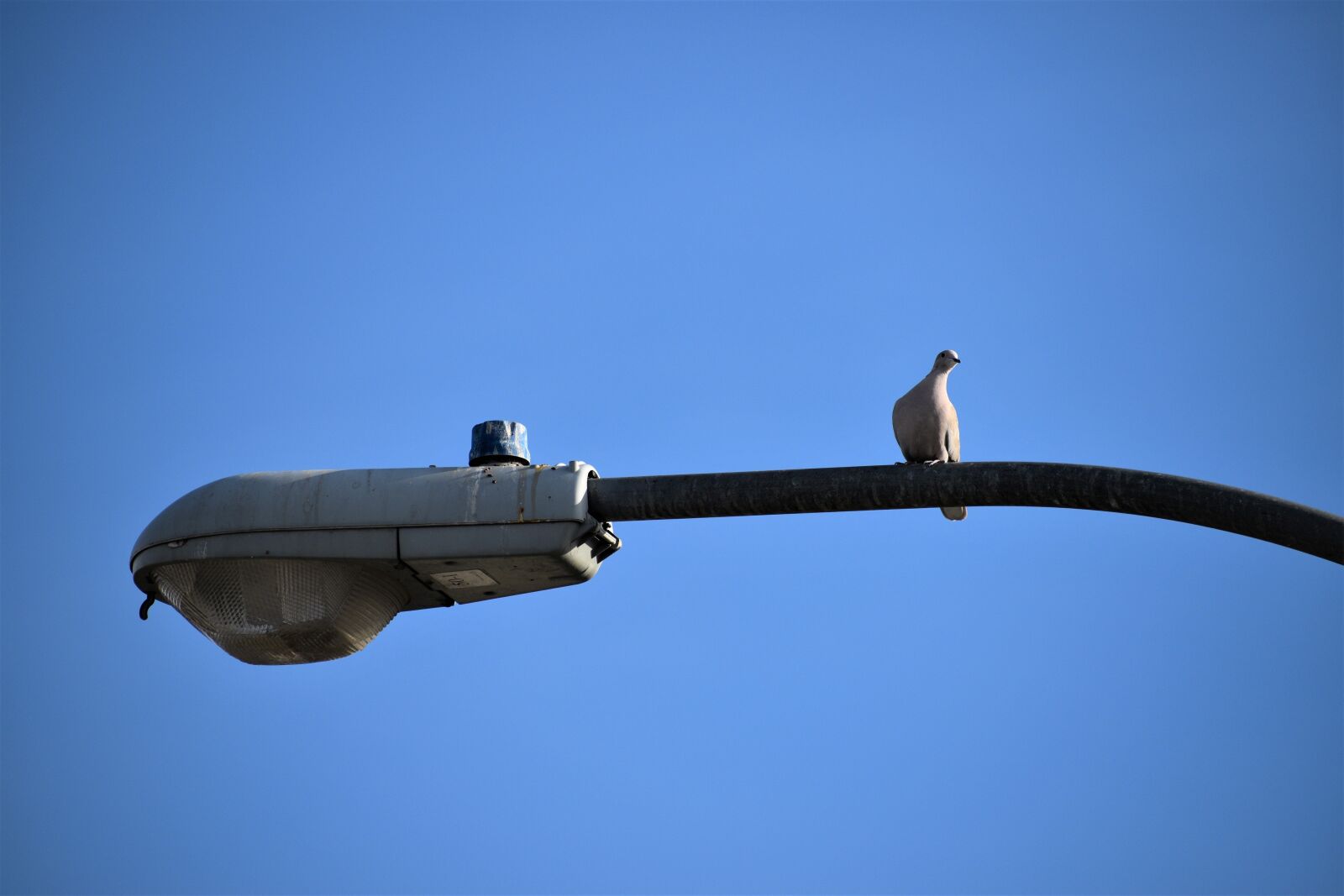 Nikon D3500 sample photo. Dove, perched, lamp post photography