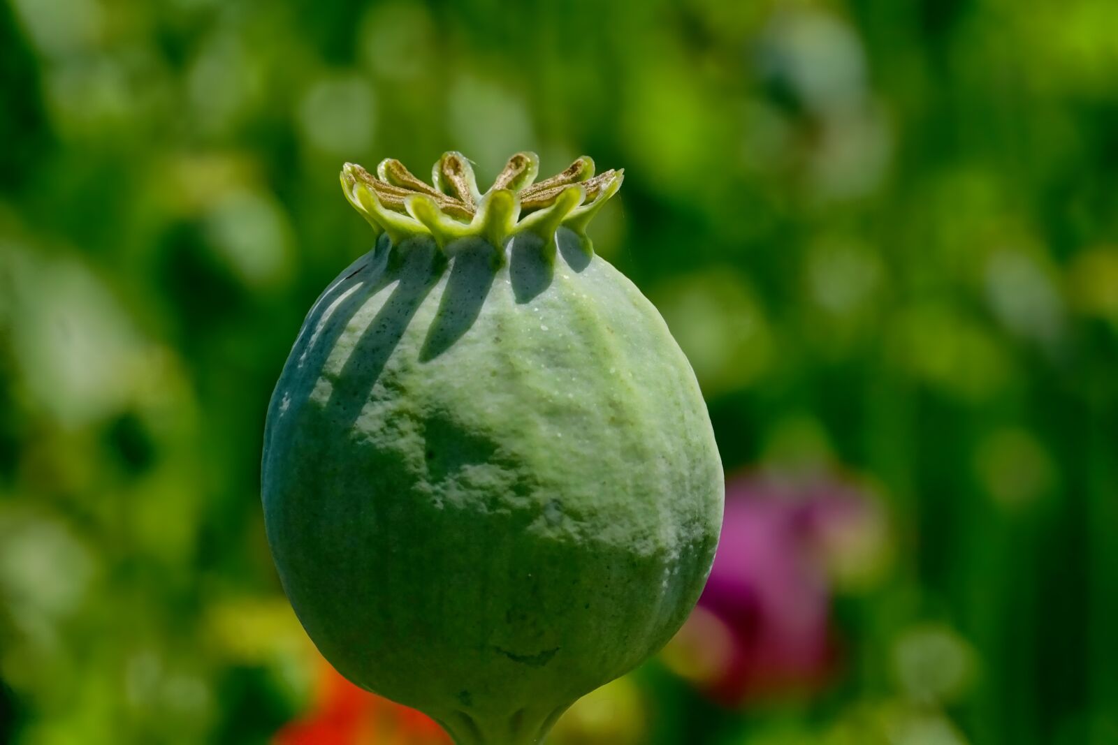 Sony a6000 + Sony FE 90mm F2.8 Macro G OSS sample photo. Poppy capsule, opium poppy photography