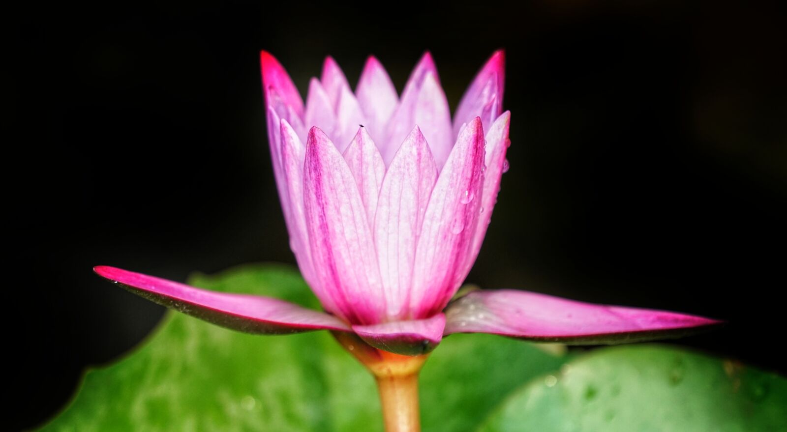 Sony a7R II sample photo. Waterlily, red, pink photography