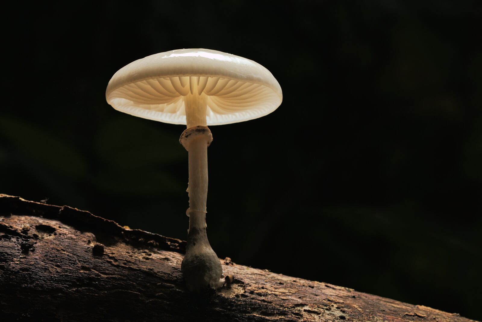 Canon EOS 6D sample photo. Mushroom, nature, wood photography