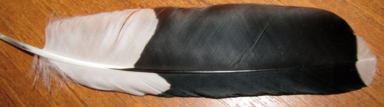 Canon PowerShot SX170 IS sample photo. Feather, magpie, bird photography