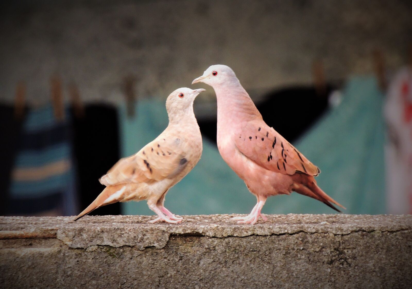 Nikon Coolpix P510 sample photo. Ruddy ground dove, weasels photography