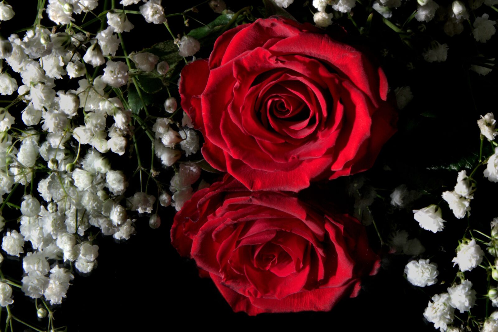 Pentax K-3 sample photo. Flower, rose, red photography