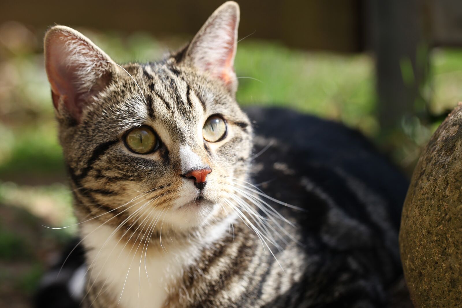 Canon EOS 5D Mark II sample photo. Cat, animals, pet photography