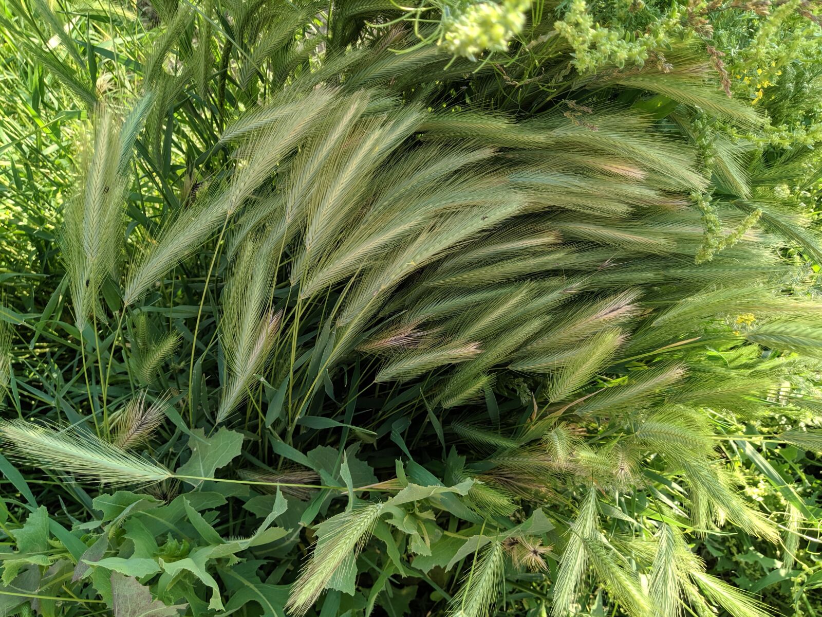 ASUS X01BDA sample photo. Bush, grass, plants photography