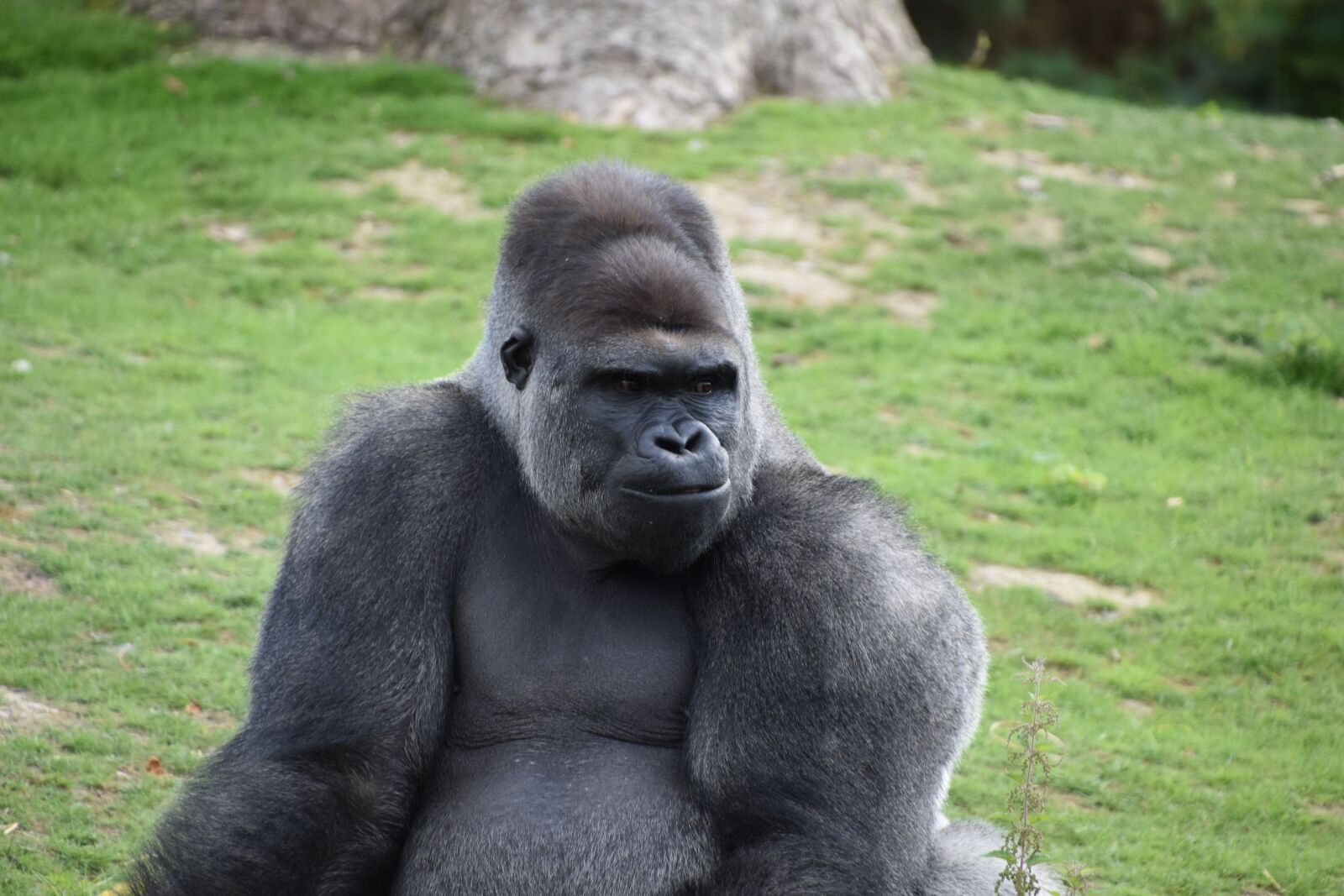 Nikon D5600 sample photo. Gorilla, monkey, portrait photography