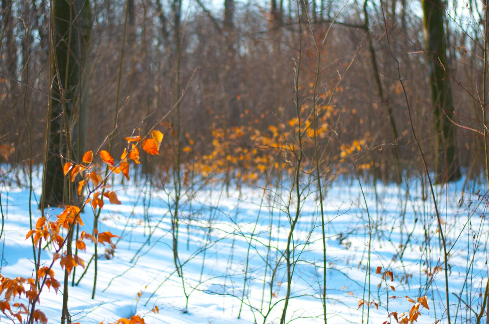 Nikon D5000 sample photo. Forest, winter, snow photography