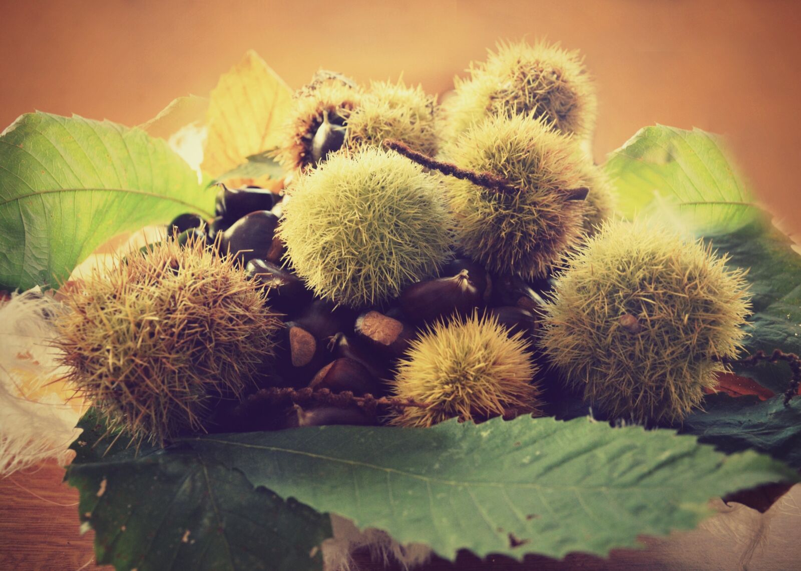 Nikon D5200 sample photo. Autumn, chestnuts, autumn colors photography