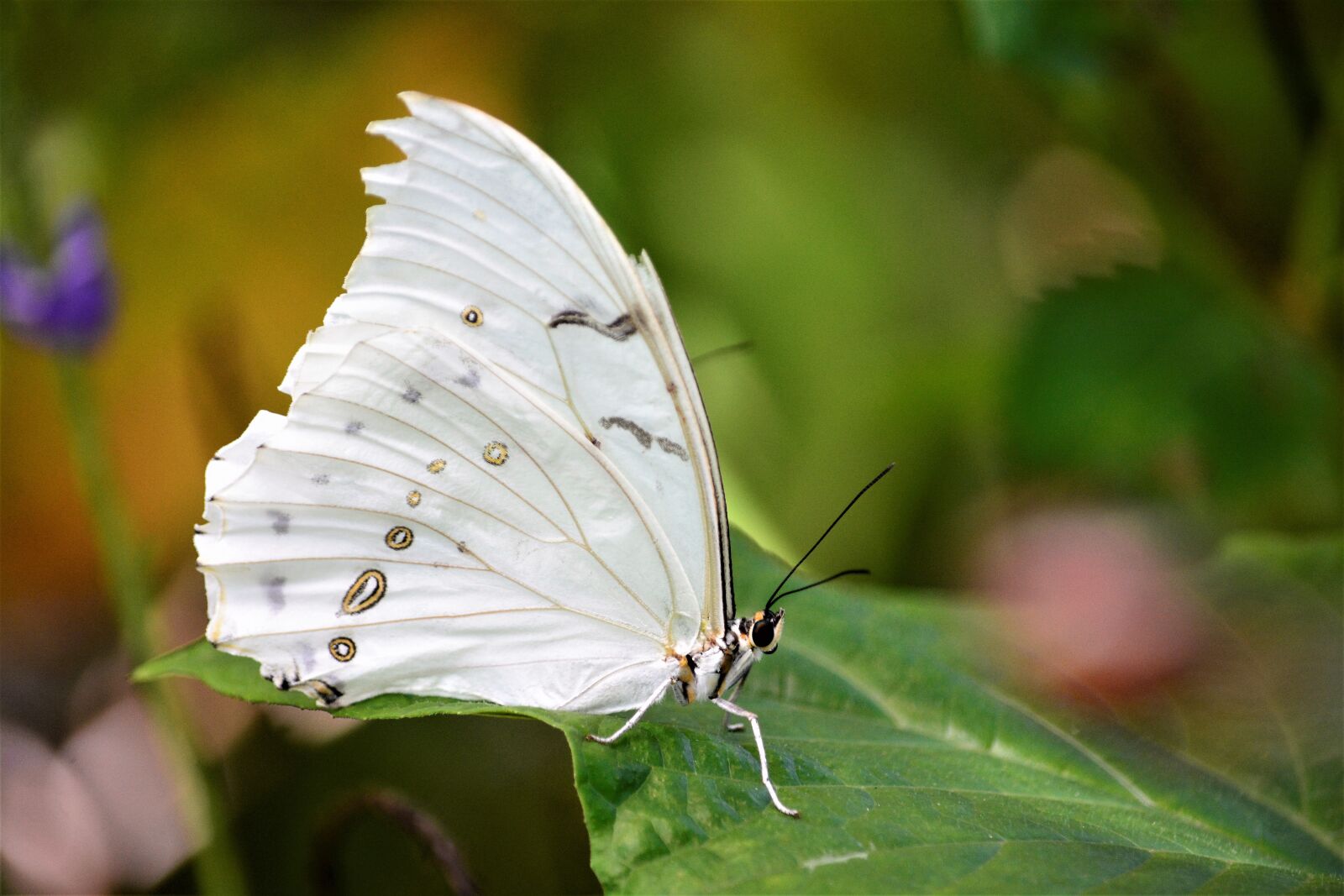 Nikon D7100 sample photo. Butterfly, large, powdery white photography