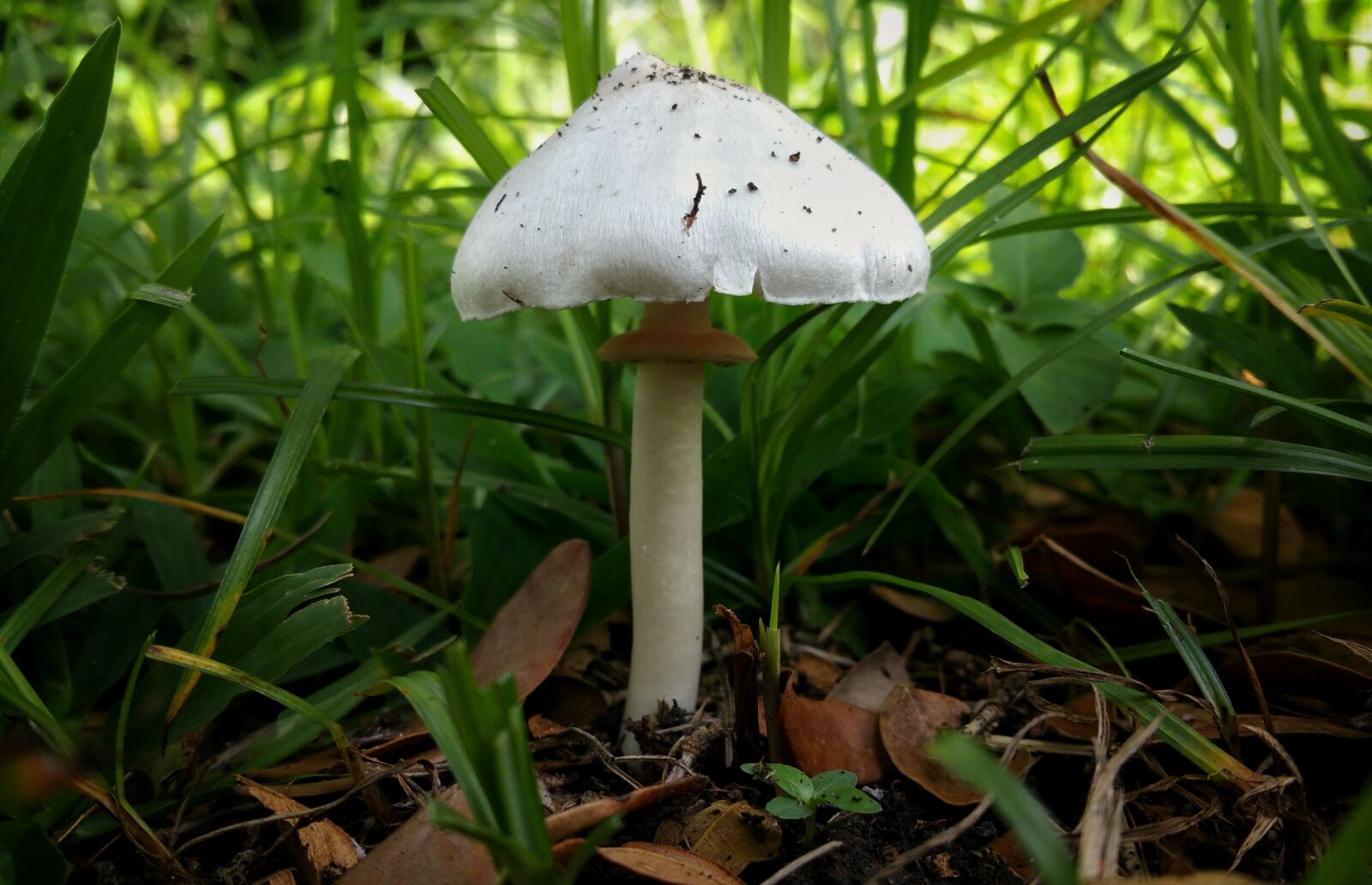 Samsung Galaxy Note4 sample photo. Mushroom, fungus, white photography