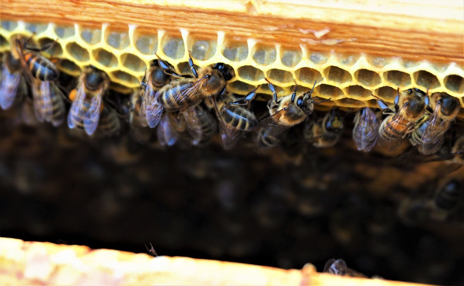 Olympus OM-D E-M10 III sample photo. Bees, hive, honey photography