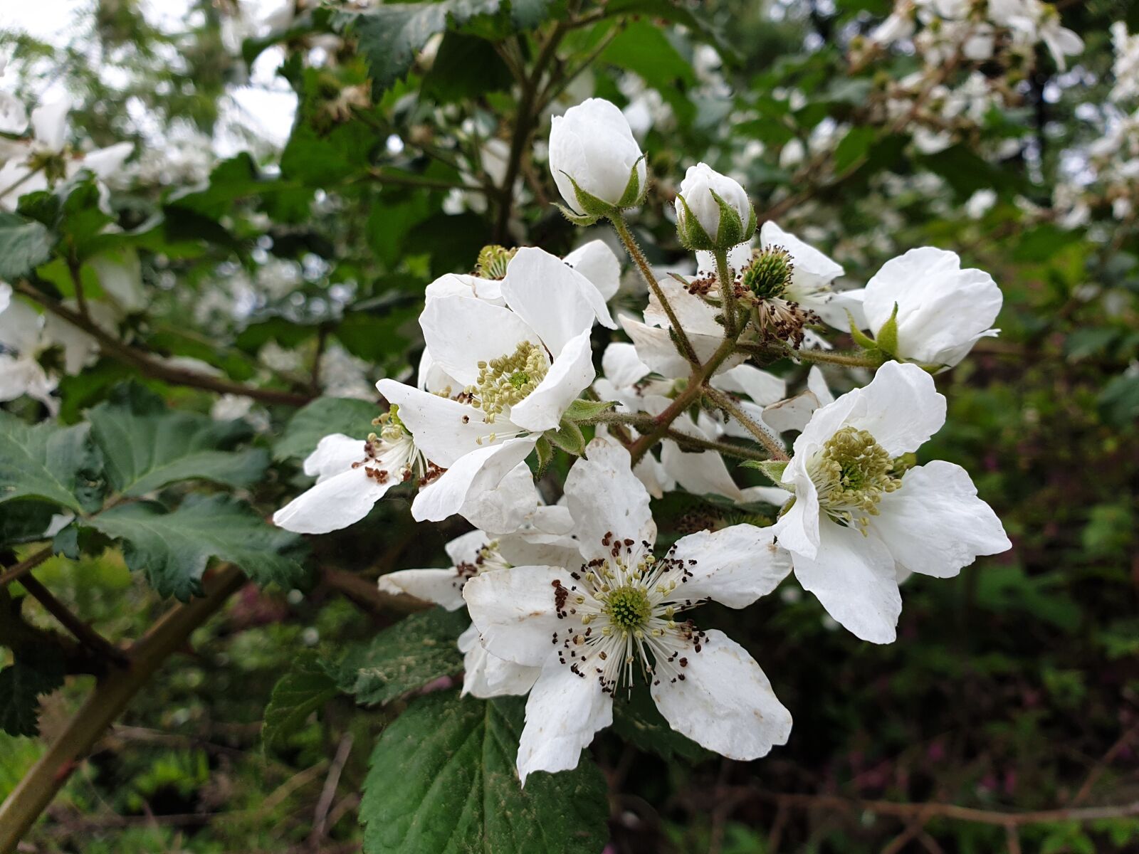 Samsung Galaxy Note9 sample photo. Flowers, nature, plants photography