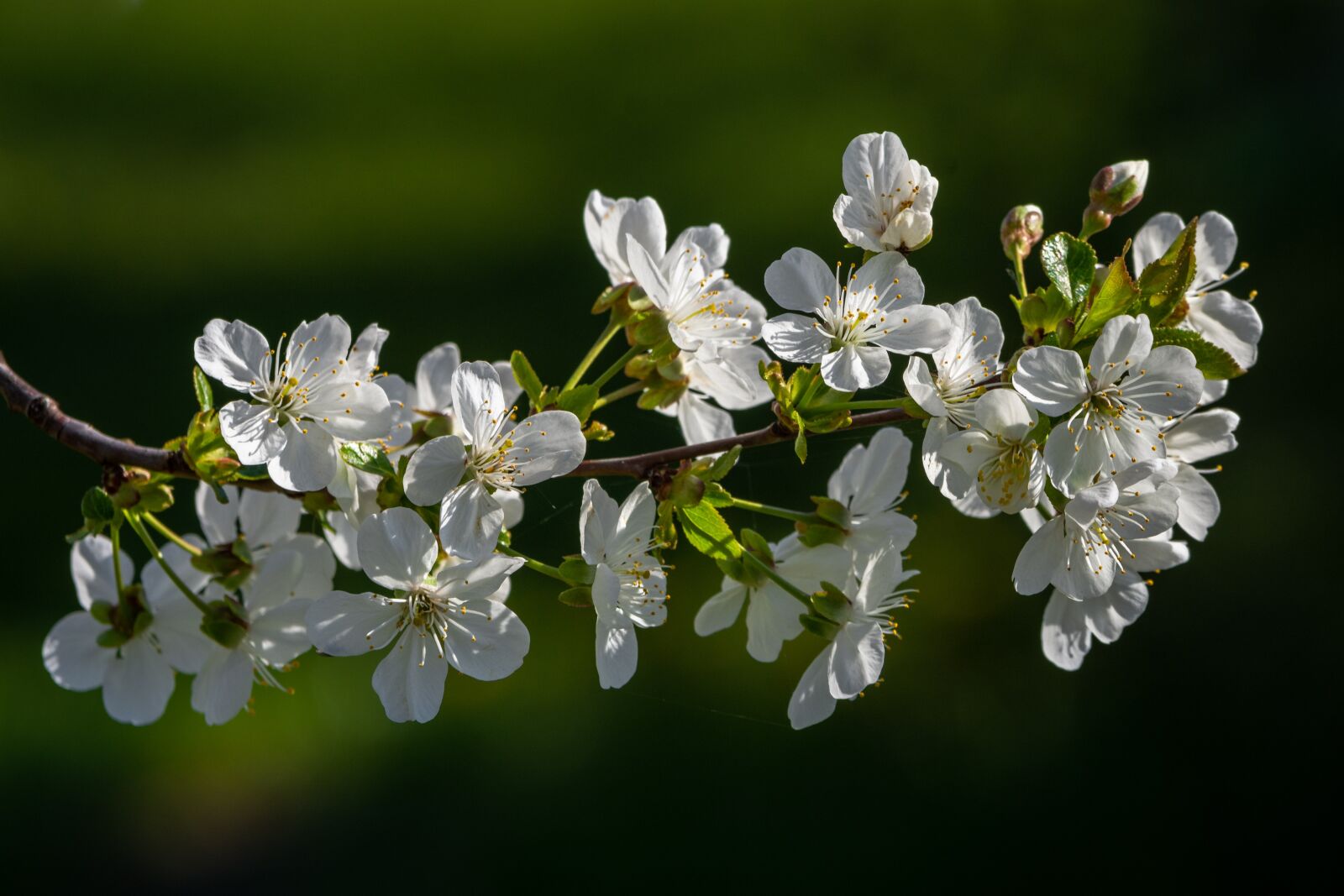 Nikon D7200 sample photo. Cherry blossom, spring, blossom photography