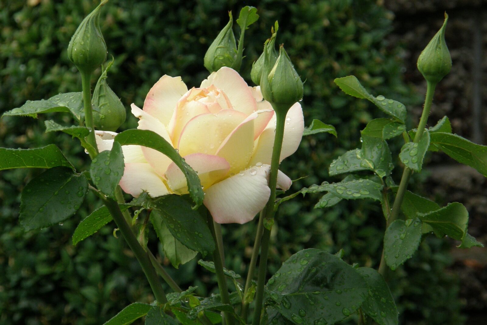Olympus SP550UZ sample photo. Rose, floribunda, gloria dei photography