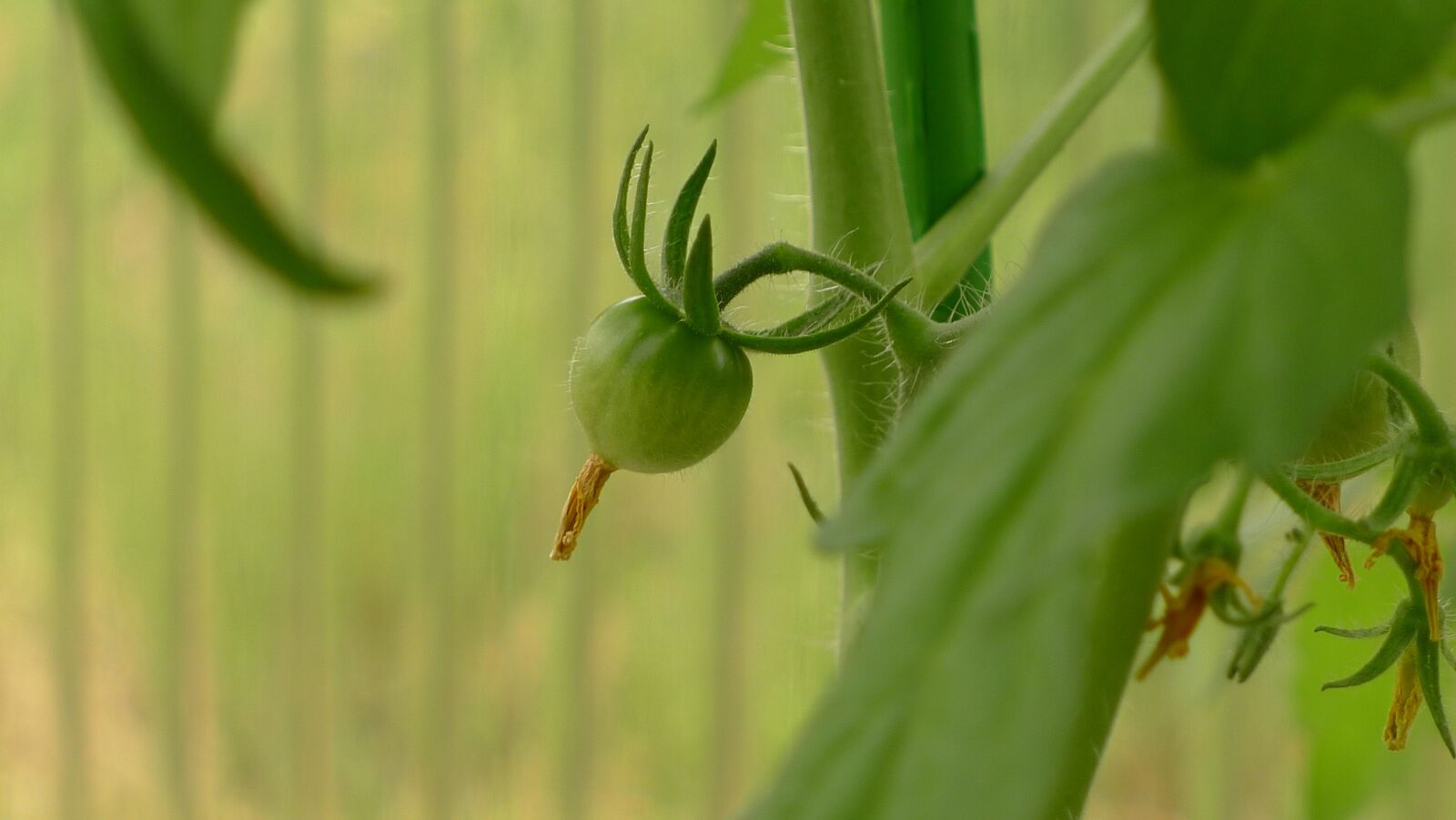 Panasonic Lumix DMC-LX5 sample photo. Tomato fruit, mini tomato photography