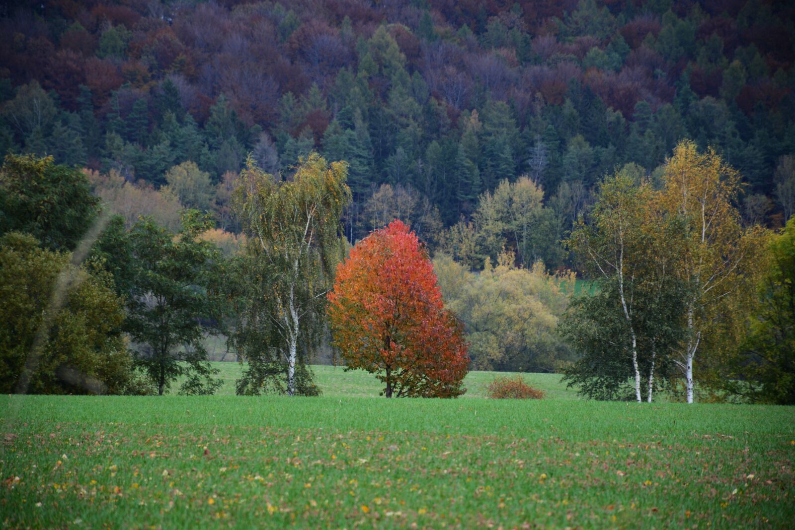 Nikon D7100 sample photo. Autumn, foliage, nature photography