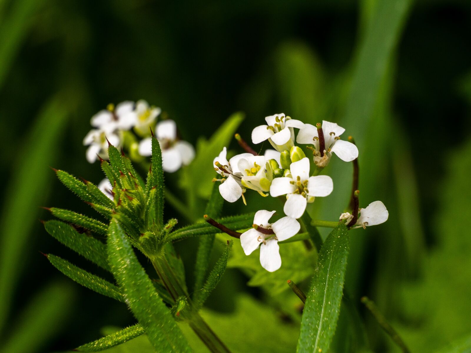 Olympus OM-D E-M10 III sample photo. Retail, meadow, flower photography