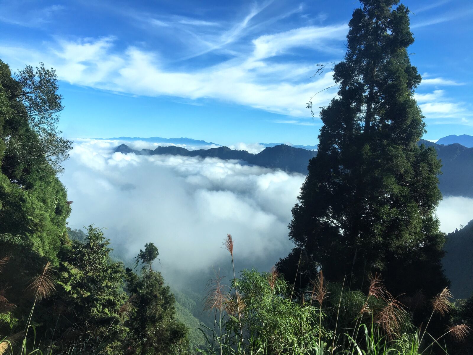 Apple iPhone 6s sample photo. Cloud, tree, nature photography