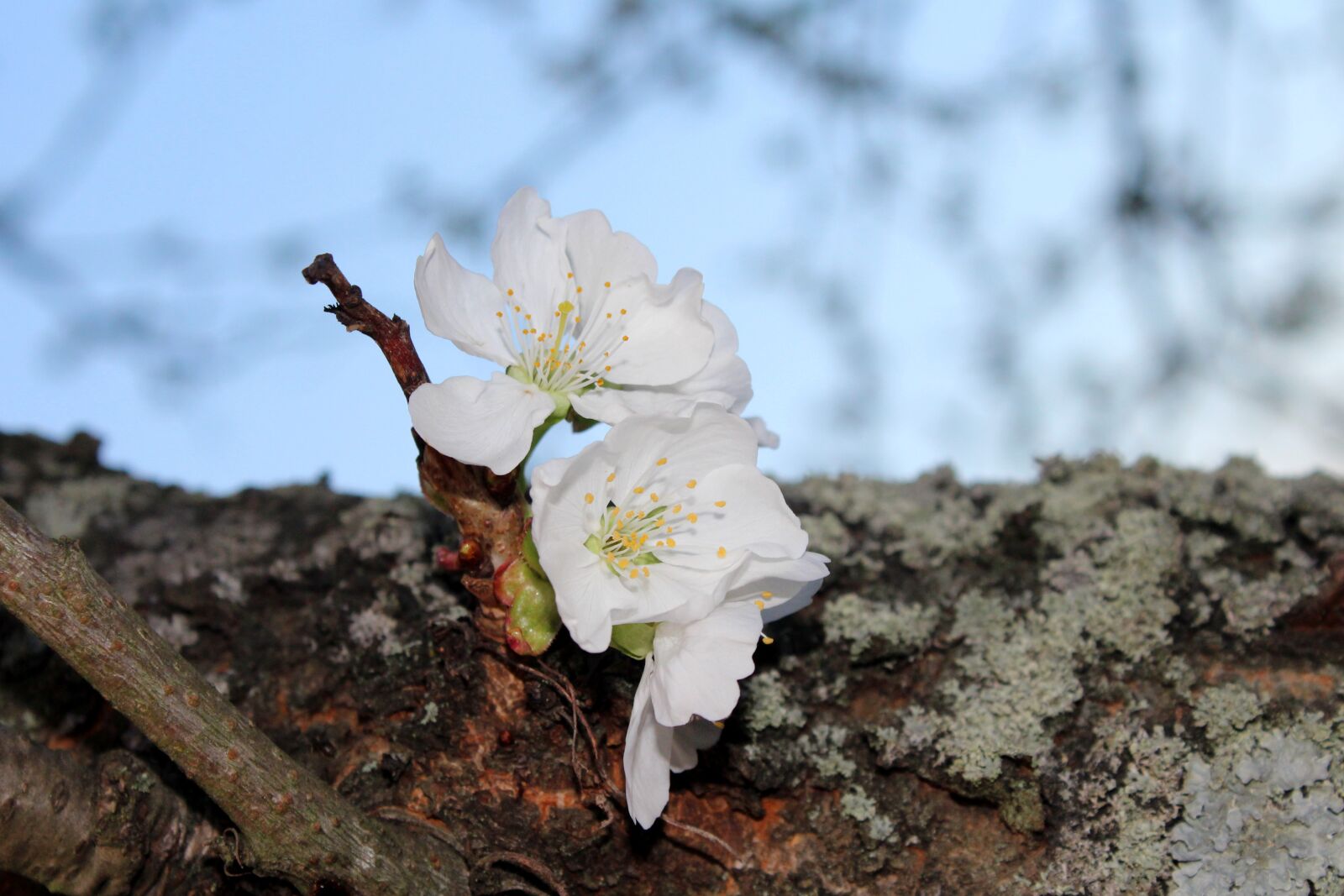 Canon EOS 1200D (EOS Rebel T5 / EOS Kiss X70 / EOS Hi) sample photo. Tree, cherry, nature photography