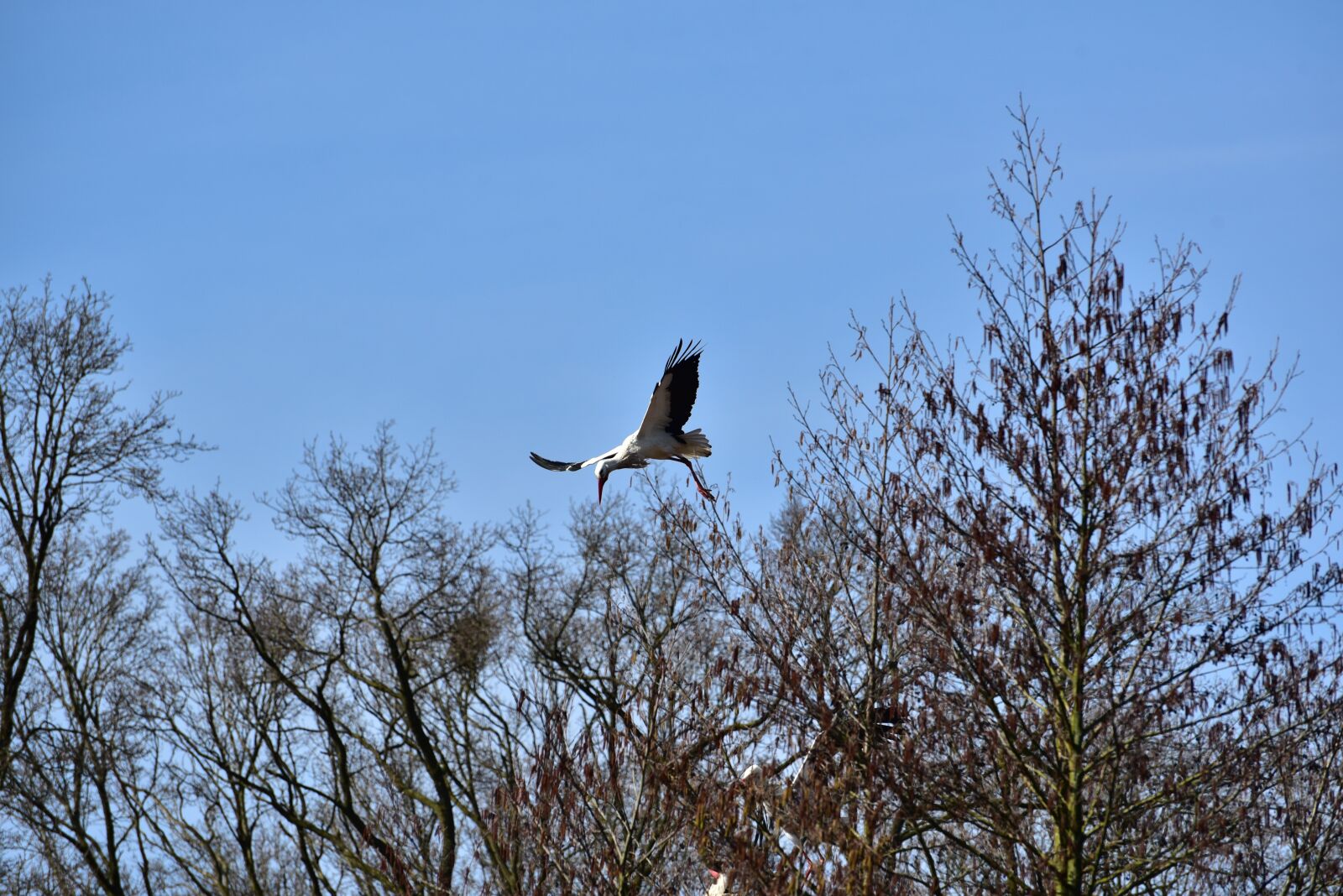 Nikon D750 sample photo. Stork, sky, flying photography