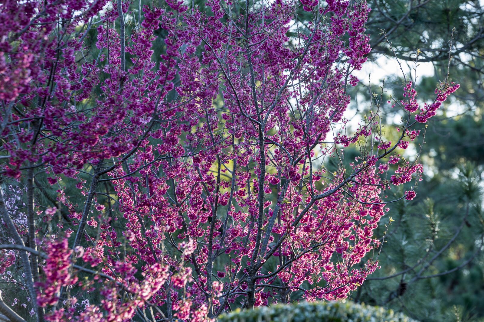 Nikon D4 sample photo. Japanese zen garden, zen photography
