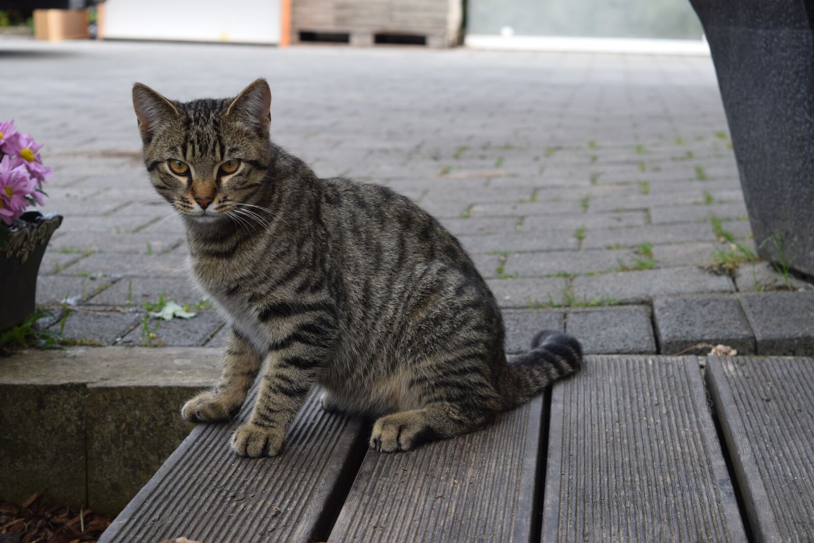 Nikon D3300 sample photo. Cat, domestic cat, young photography