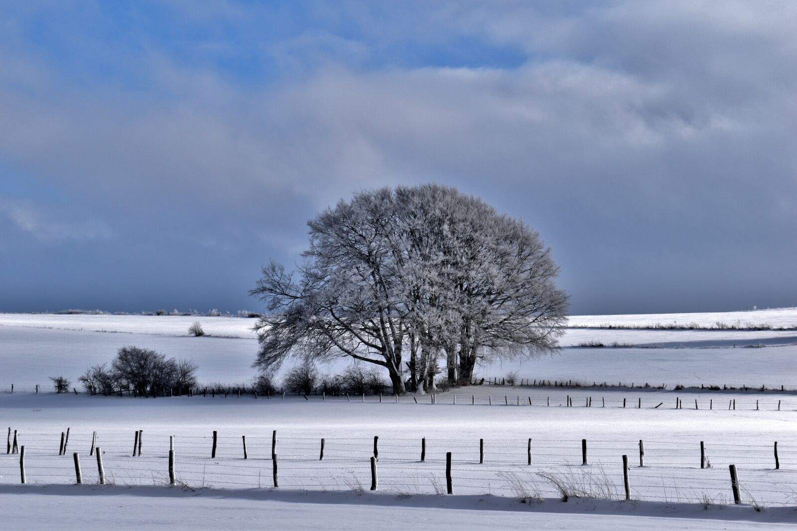 Nikon D5600 sample photo. Winter, landscape, tree photography