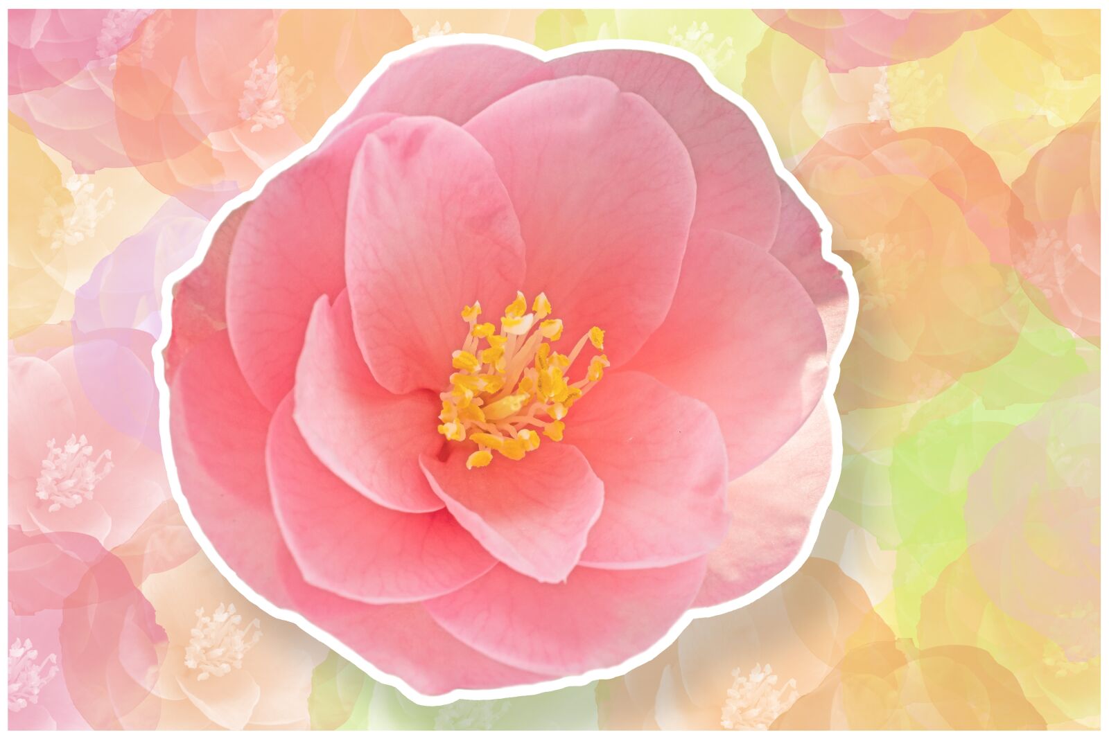 Fujifilm X-T30 sample photo. Camellia, blossom, bloom photography