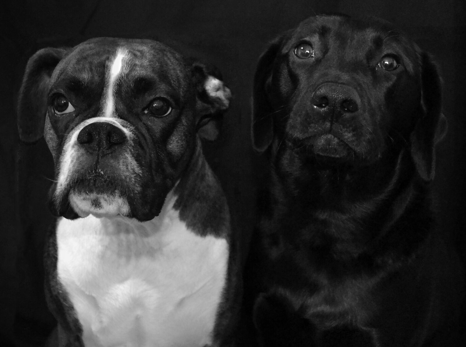 Nikon D5100 sample photo. Dogs, pedigree, animal photography
