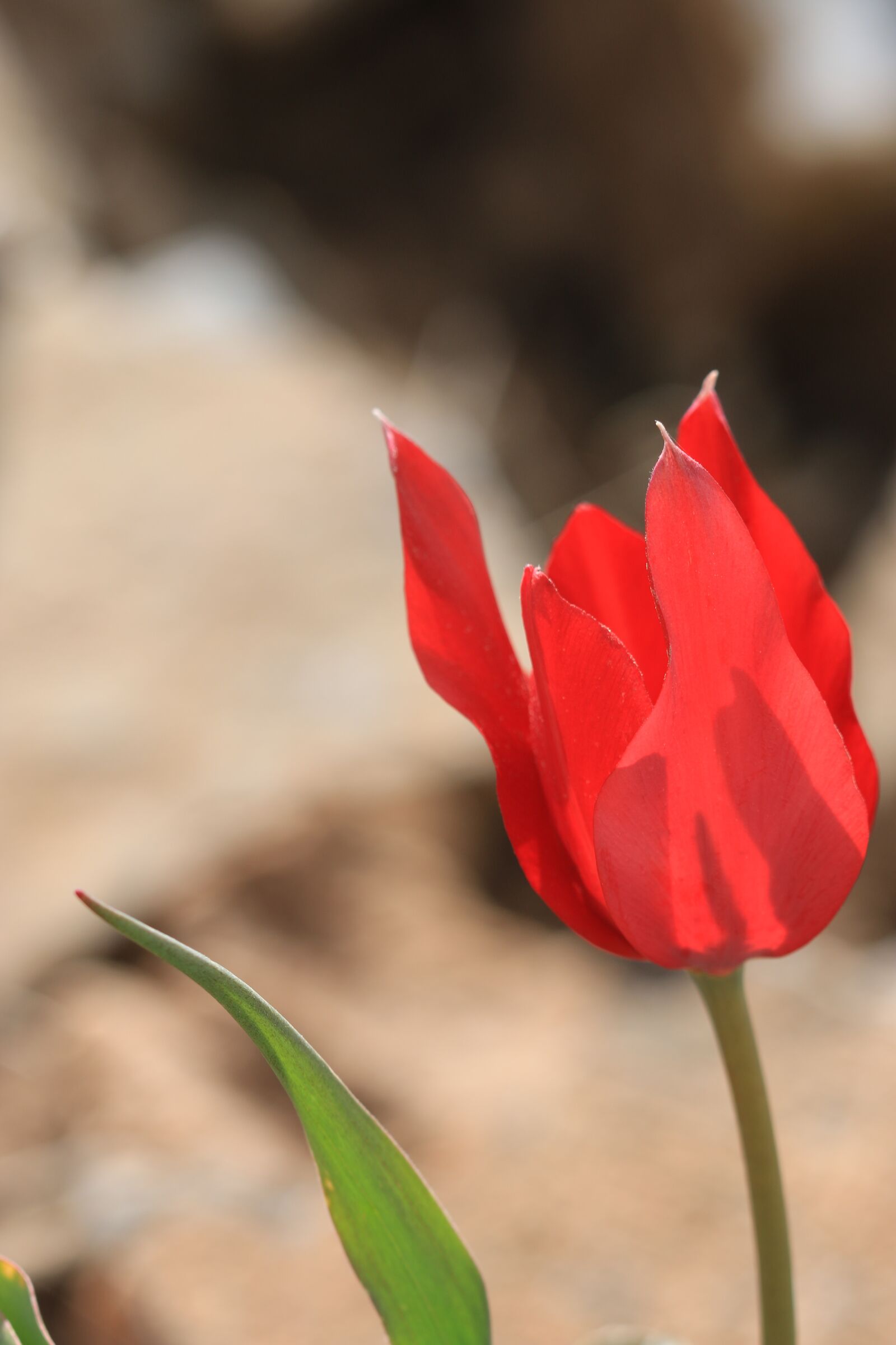 Canon EOS 70D + Canon EF 100mm F2.8 Macro USM sample photo. Tulips, green, red photography