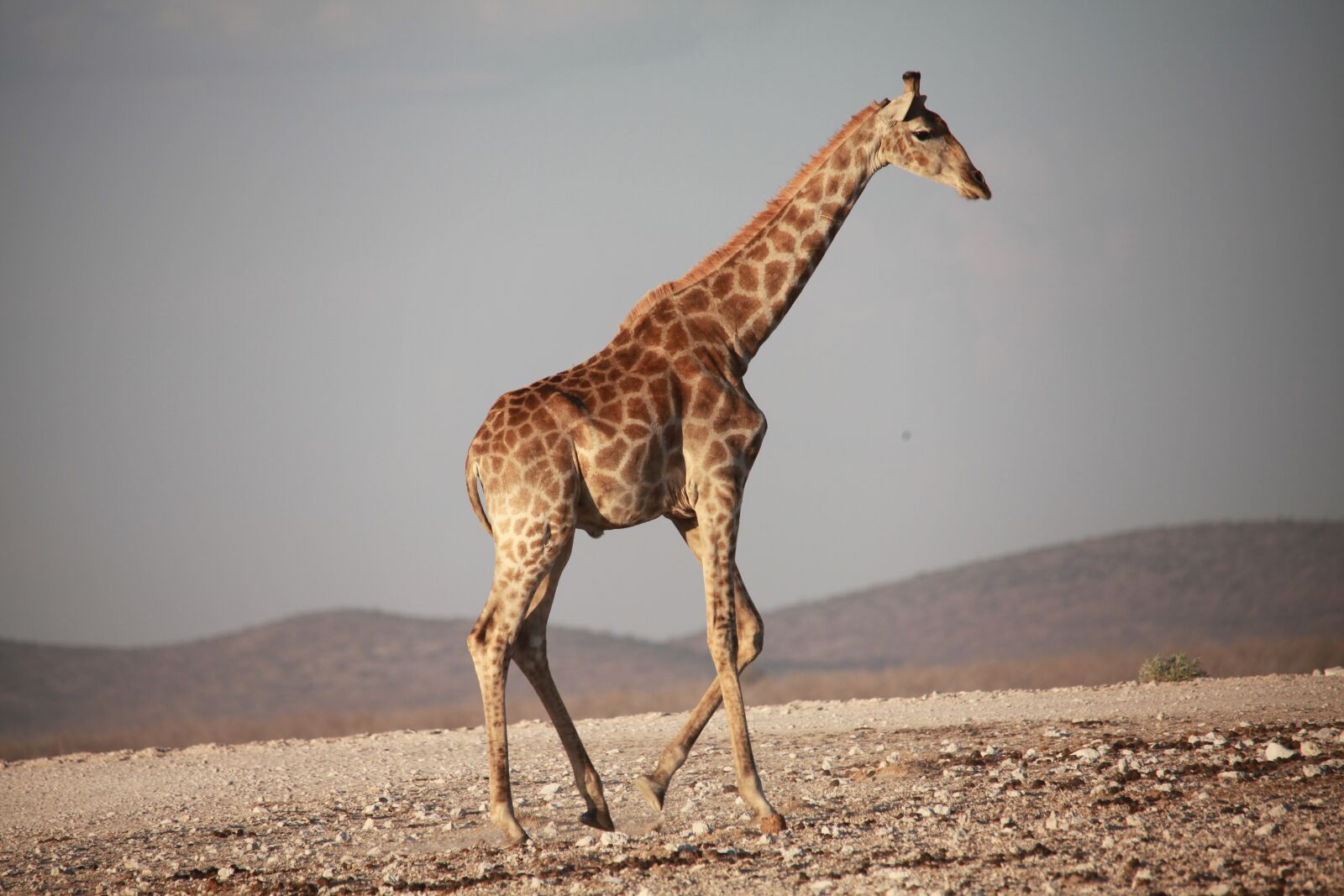 Canon EOS 5D Mark II sample photo. Giraffe, africa, safari photography