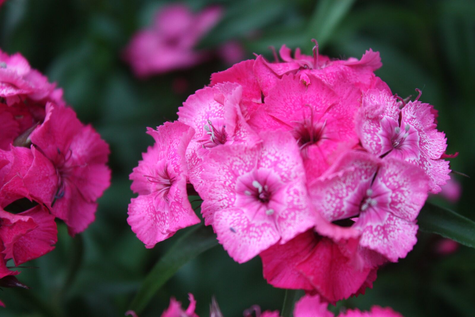 Canon EOS 450D (EOS Rebel XSi / EOS Kiss X2) sample photo. Flowers, pink, nature photography