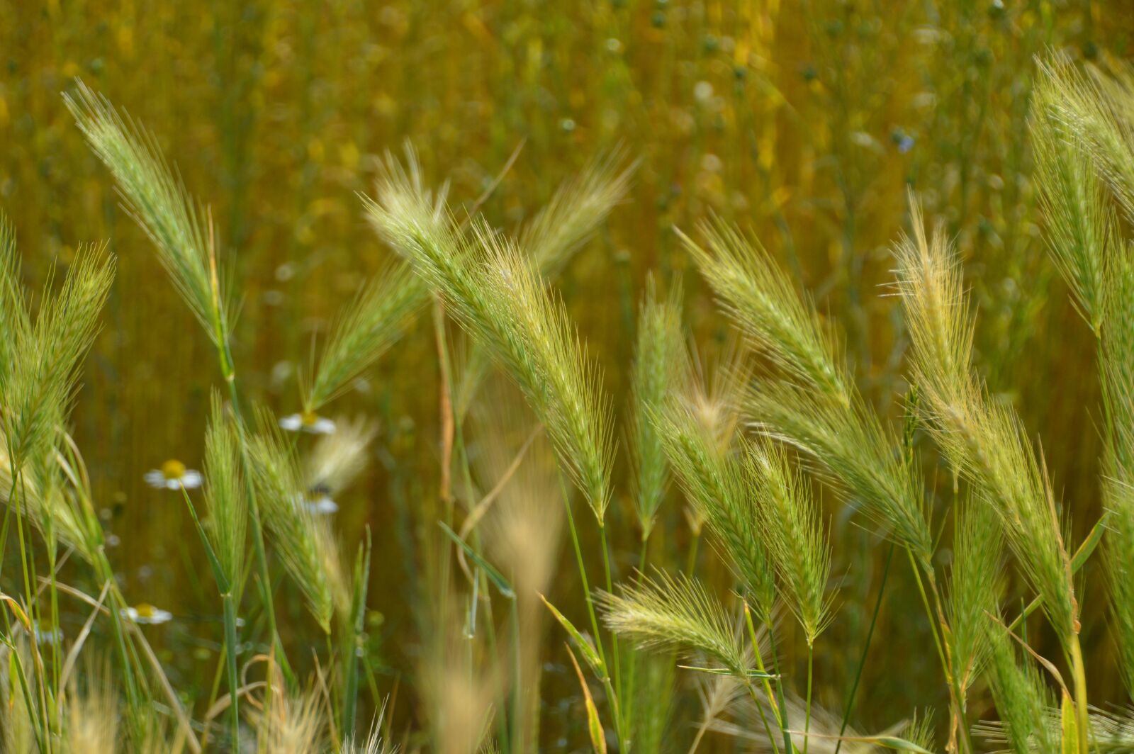 Nikon D3200 sample photo. Nature, field, agriculture photography