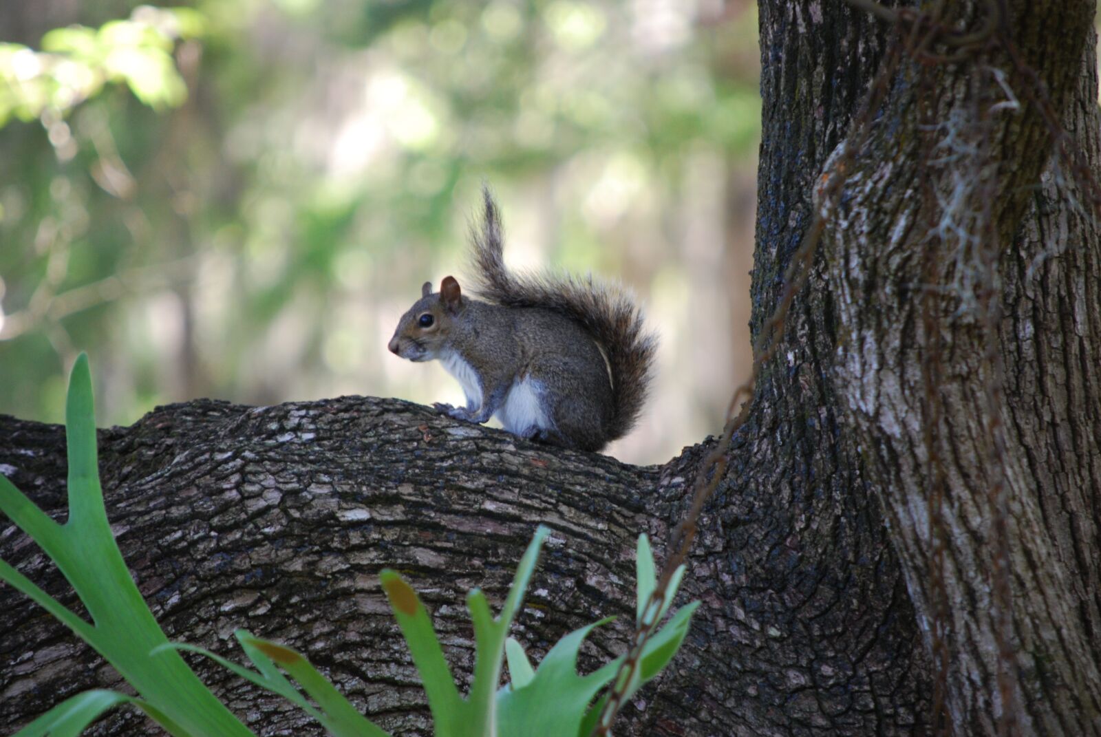 Nikon D60 sample photo. Squirrel, tree, branch photography